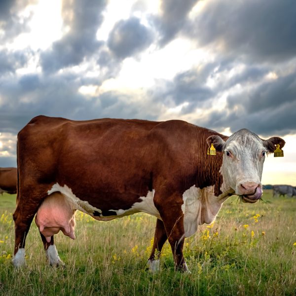 A brown cow with a full large udder eats grass in a green meadow on a summer cloudy evening, grazing in a pasture.