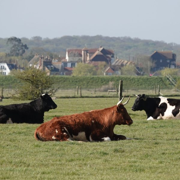a-group-of-cows-sitting-on-the-grass-on-a-farm-2026-01-11-09-02-03-utc