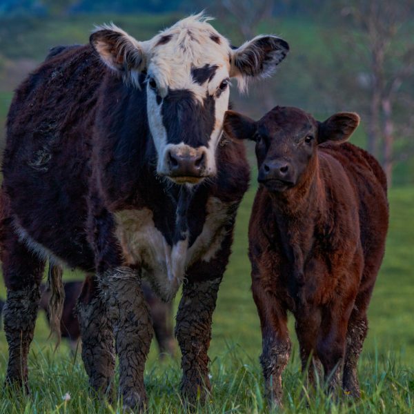 cows-in-the-field-in-the-appalachian-mountains-2026-01-09-00-34-52-utc