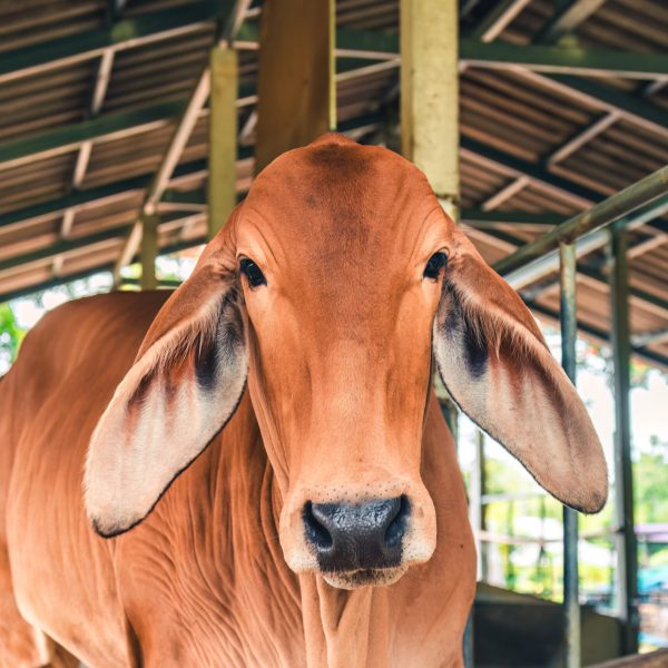 Healthy young brown Brahman species standing in rustic stable on farmyard